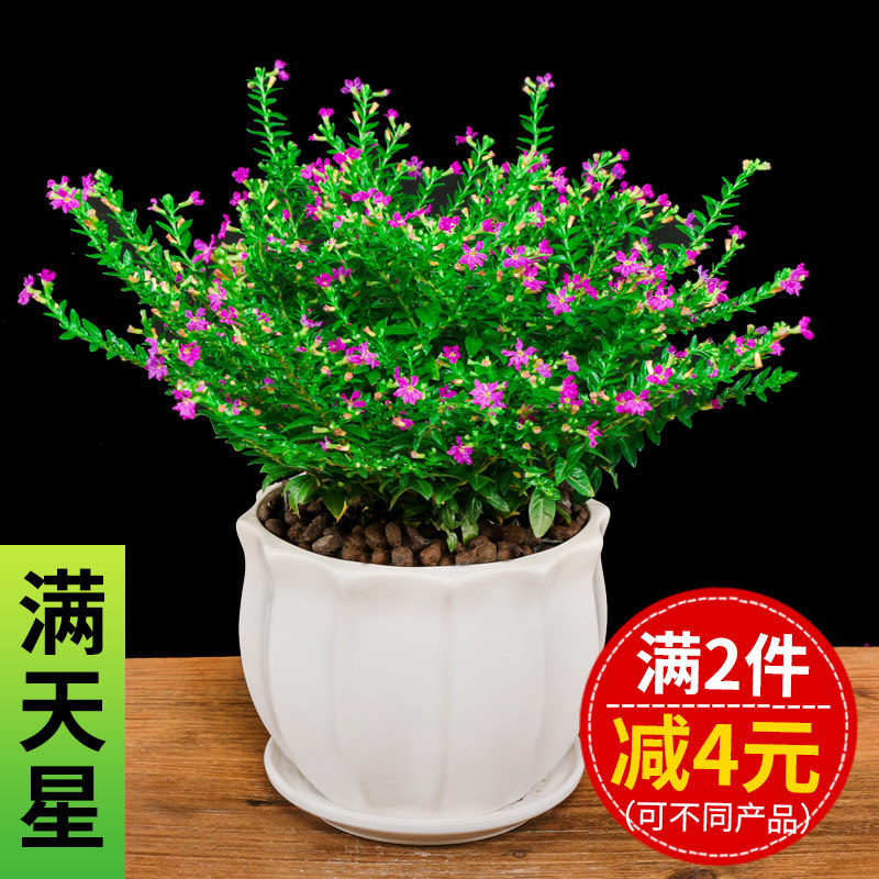 满天星盆栽非干花四季开花净化空气小盆景客厅阳台办公室绿植花卉