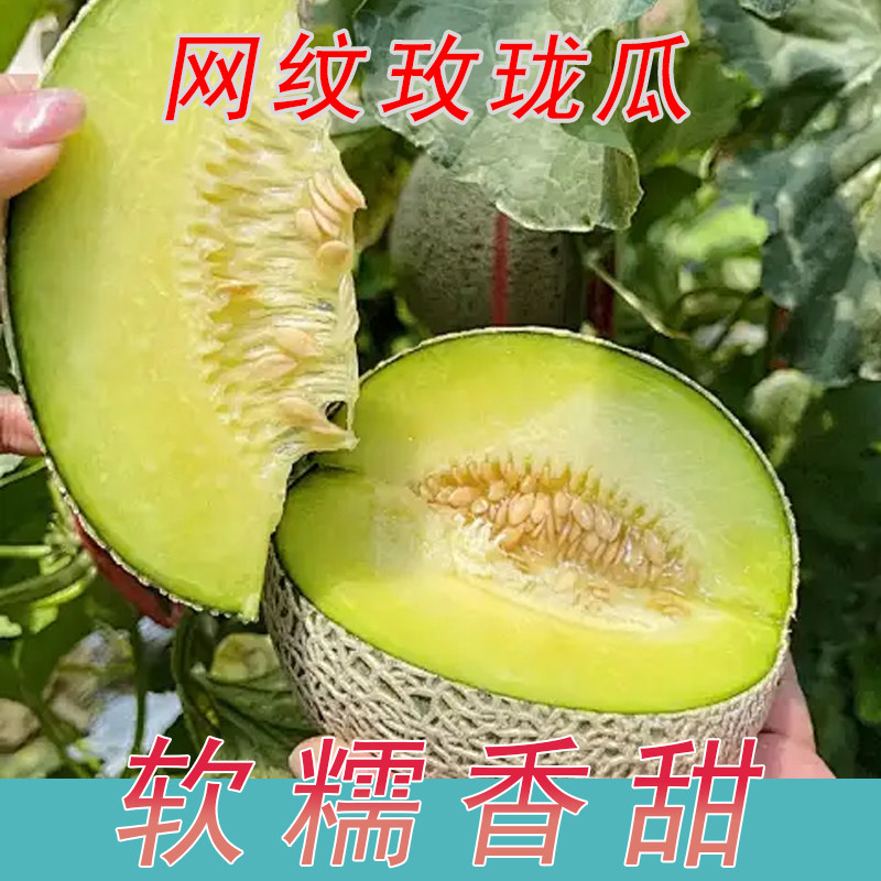 新鲜玫珑蜜瓜甜软糯网纹蜜瓜甜瓜