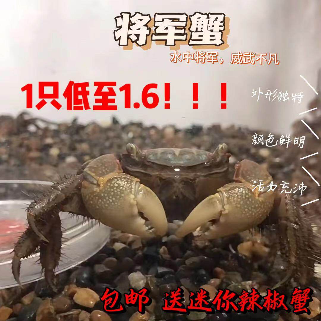 将军蟹中国东北将军蟹周生辰同款黑背蟹大型河蟹华北将军蟹易养