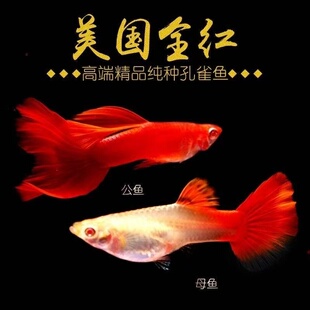 美系全红孔雀鱼大尾扇种鱼好养耐活淡水鱼热带鱼