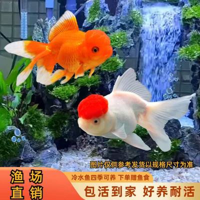 【鸿运当头红狮金鱼】冷水鱼好养