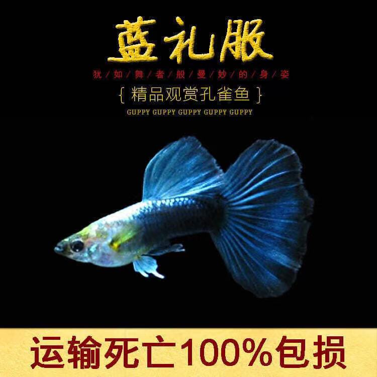 顺丰蓝礼服孔雀鱼大肚子孕母鱼