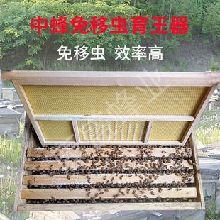 中蜂免移虫育王器蜜蜂繁殖全套工具免搬虫产王专用王台保护罩好用