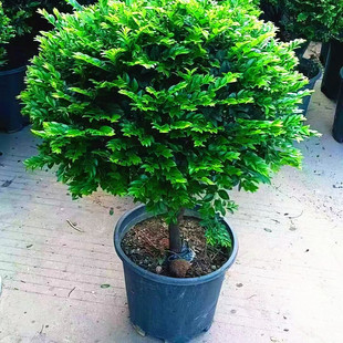 老桩小叶紫檀盆景独杆树桩室内桌面绿植单株观茎植物耐阴好养盆栽