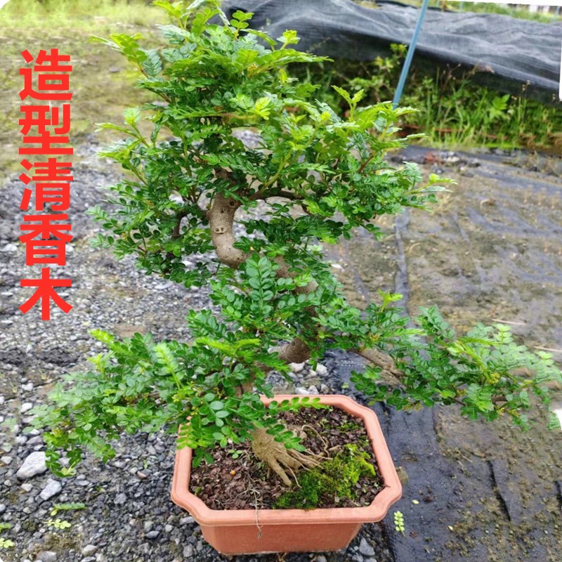 造型清香木盆栽绿植室内悬崖盆景驱蚊虫草四季常青防辐射植物包邮