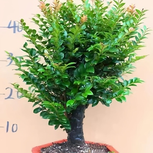 小叶紫檀盆景树桩盆栽老桩独桩丛林植物室内阳台桌面客厅好养绿植