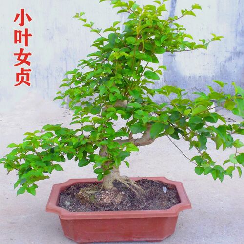 造型小叶女贞盆景植物好养老桩