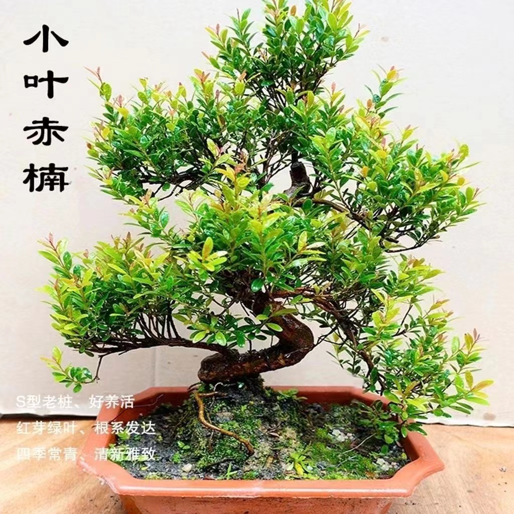 小叶赤楠盆栽盆景新中式提根老桩造型花卉四季常青办公室客厅绿植