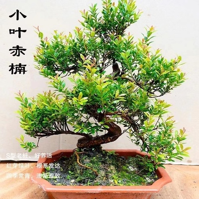 小叶赤楠盆栽盆景新中式提根老桩造型花卉四季常青办公室客厅绿植