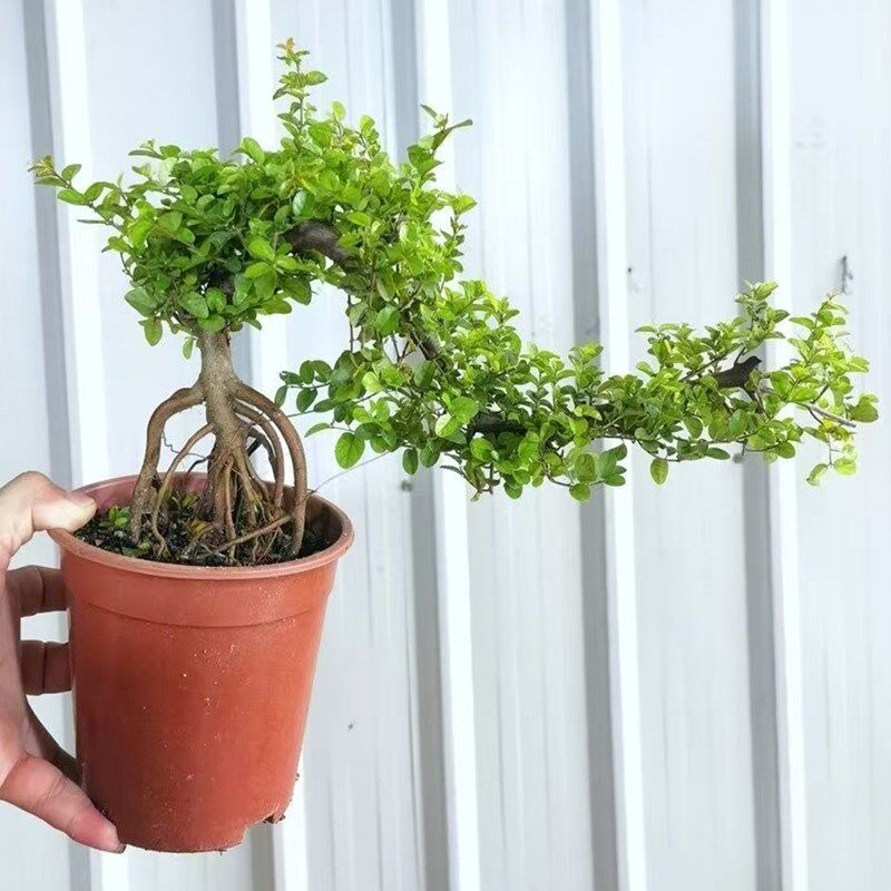 飘枝红芽雀梅盆景老桩造型四季常青办公室客厅绿植室内植物