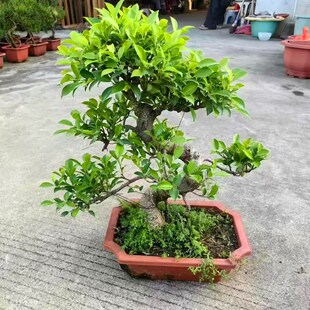 造型气根虎皮榕盆景室内客厅盆栽小叶榕树老桩阳台四季青好养绿植