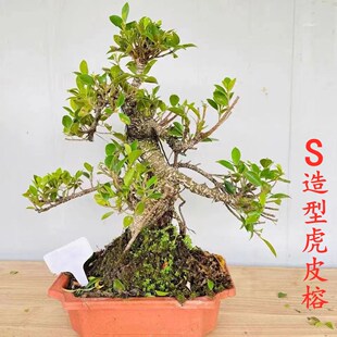 常青绿植 台湾气根虎皮榕树盆景树桩老桩造型室内造景苍古树头四季