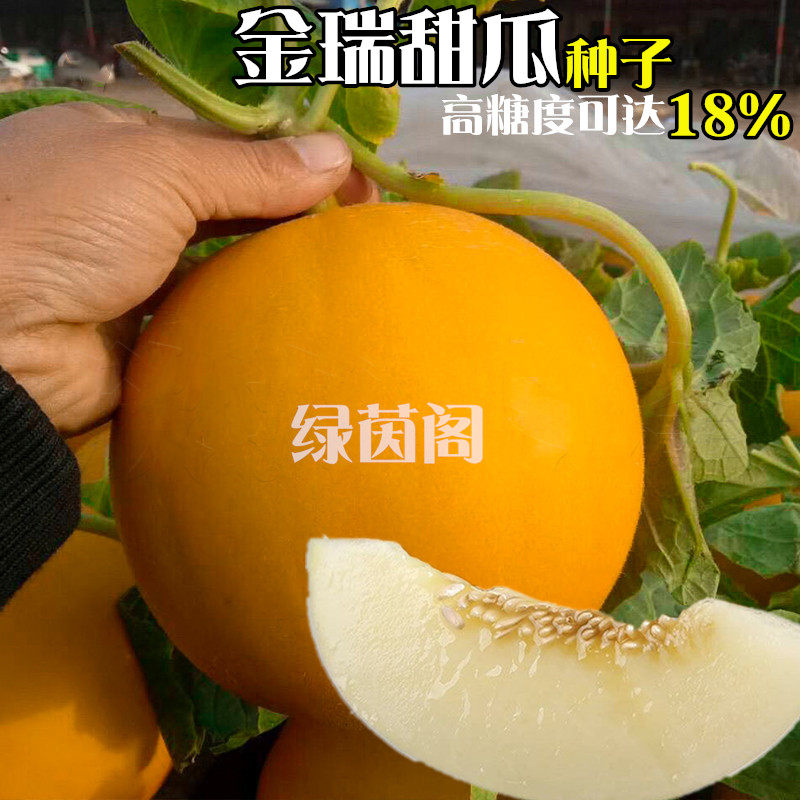黄皮甜瓜种子超甜桔黄色新疆哈密瓜种籽春季夏季大田水果香瓜种孑