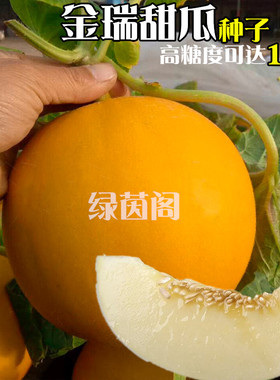 黄皮甜瓜种子超甜桔黄色新疆哈密瓜种籽春季夏季大田水果香瓜种孑