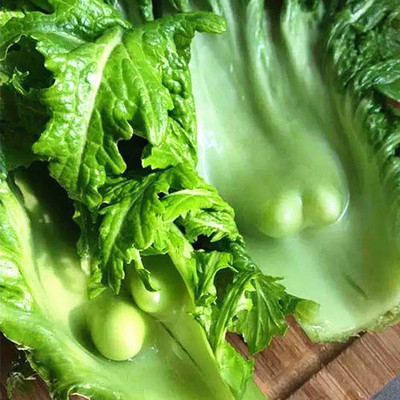 农家传统瘤瘤菜种籽瘤芥菜种子