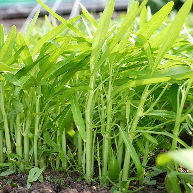 柳叶空心菜种子白杆竹叶蕹菜通菜藤藤菜种籽四季盆栽阳台蔬菜种孑