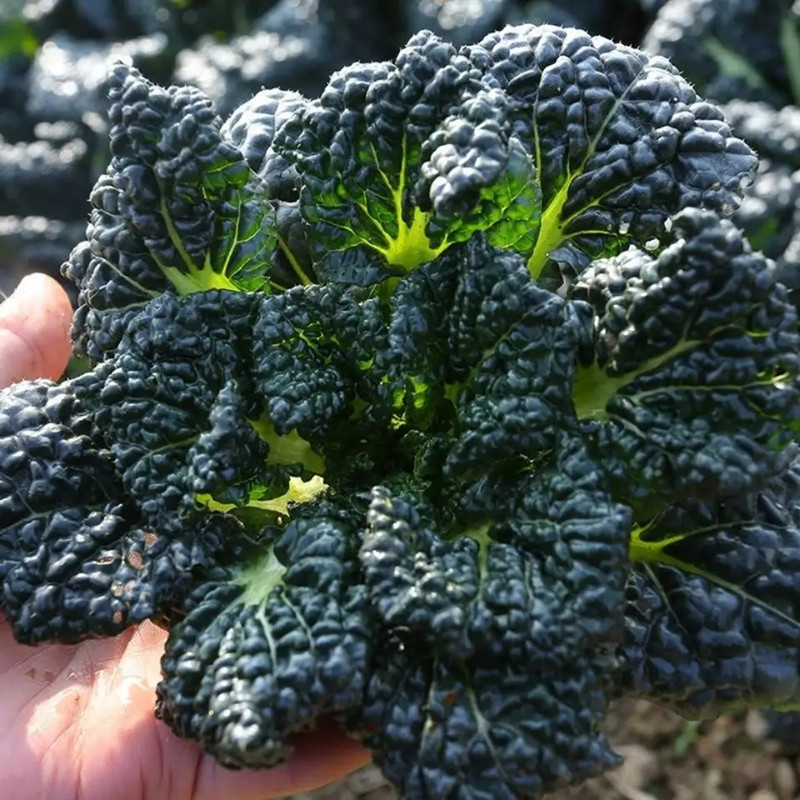 泡泡青菜籽耐寒越冬明星黑心黑菜