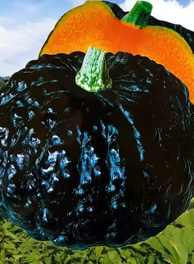 日本南瓜种籽黑皮东洋小疙瘩型种孑粉糯香甜高产春季夏季蔬菜种子