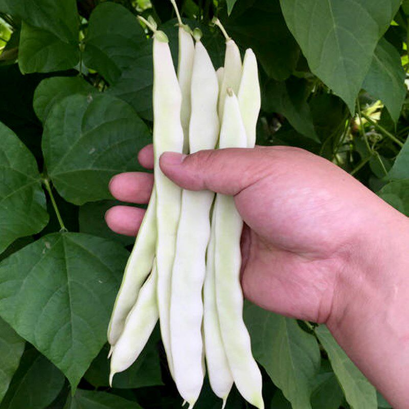 白不老架芸豆种子老来少架扁豆角种籽高产春秋播四季农家蔬菜种孑