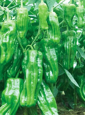 特大薄皮辣椒种子 苏椒5号灯笼泡辣椒籽大虎皮椒春季四季蔬菜种孑