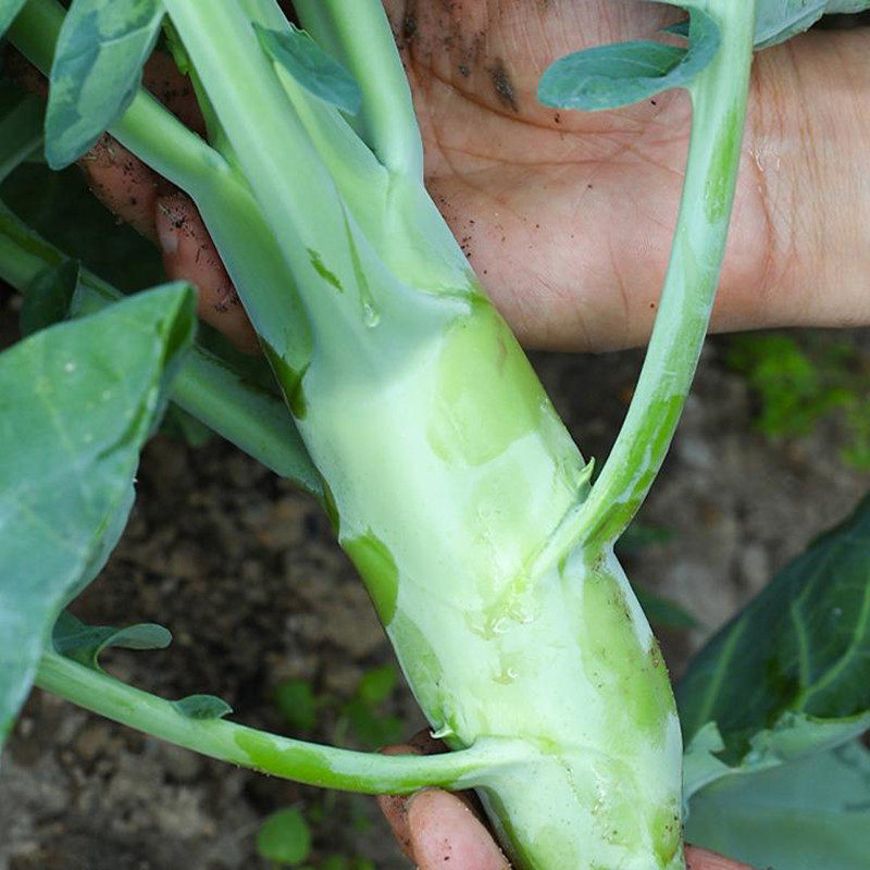 中花芥蓝菜种籽包心芥菜大头辣疙瘩菜苔菜心芥兰秋季耐寒蔬菜种子