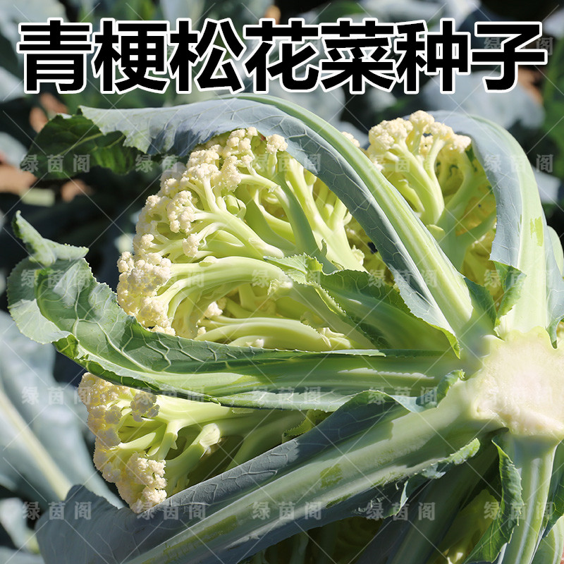 青梗松花菜种籽白色花椰菜有机花菜种子75天白面菜花春季四蔬菜孑