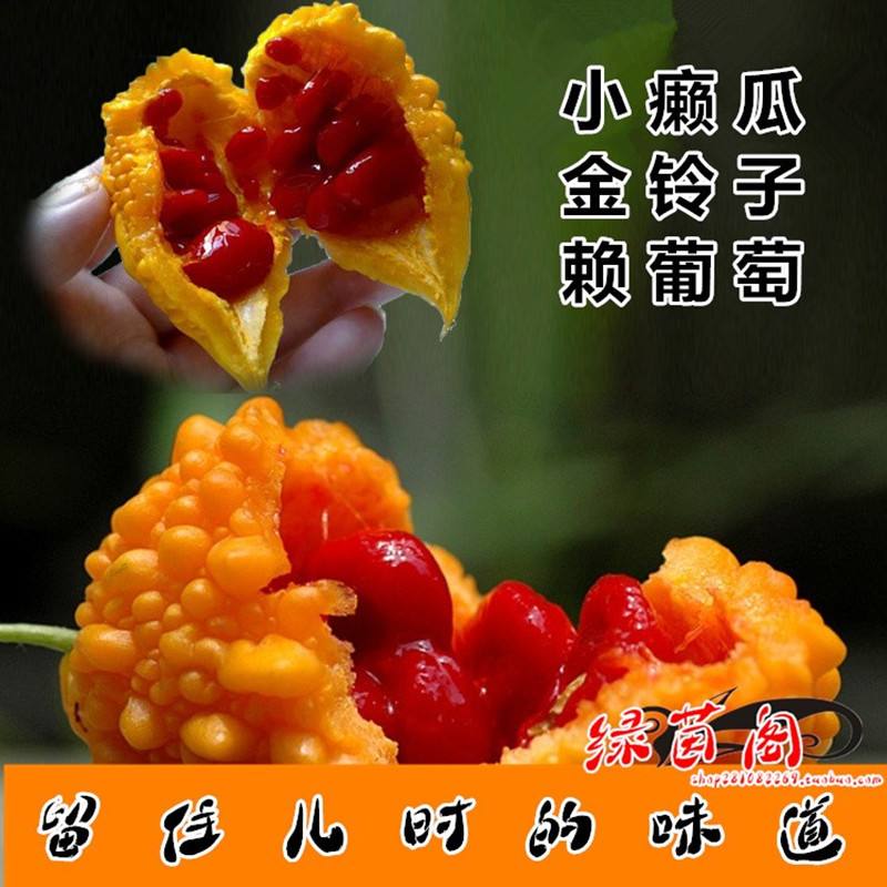 水果赖葡萄种籽老品种癞葡萄金铃子黄色小癞瓜孑春季高产蔬菜种子