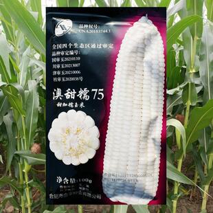 澳甜糯75白玉米种子国审甜糯玉米种籽黏杂交孑春夏季苞谷包谷种子