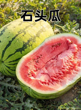 鑫绿茵山地石头瓜种硒砂大西子