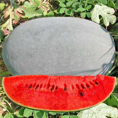 黑皮西瓜种子超大高产水果籽春季