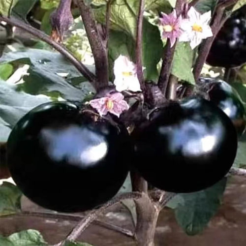 黑色圆茄子种籽果实巨大高产阳台