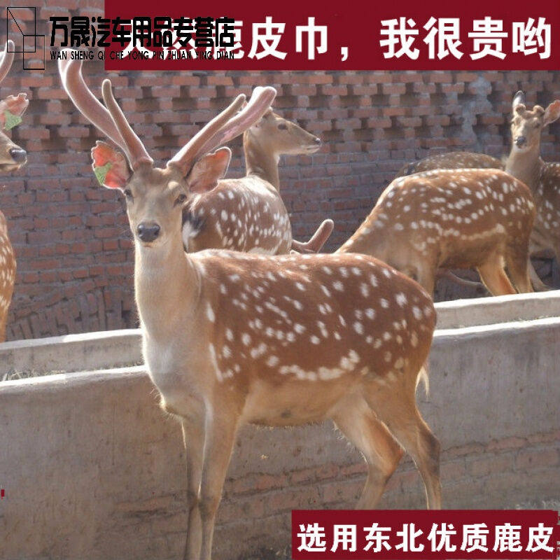 鹿皮巾擦车巾加厚洗车毛巾擦车毛巾真皮车用麂皮巾鸡皮鹿皮抹布86