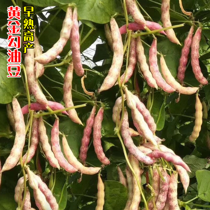 东北黄金勾红金钩豆角种子高产油豆角种籽早熟扁豆春夏四季蔬菜孑