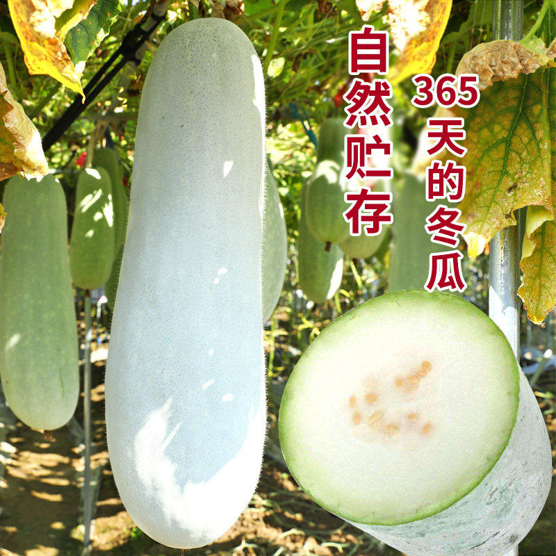 鼎牌365粉皮冬瓜种苗长棒形早熟高产脆甜冬瓜种籽春季秋季蔬菜苗