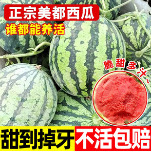 美都西瓜种籽懒汉西瓜种子孑四季种无籽西瓜8424麒麟甜瓜种子大全