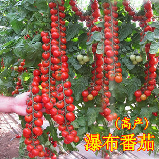 瀑布小番茄种子苗阳台种籽孑四季蔬菜盆栽圣女果菜苗西红柿秧苗春