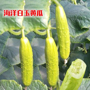 海阳白玉水果黄瓜种苗奶油脆旱黄瓜种籽春秋季四季阳台盆栽蔬菜苗