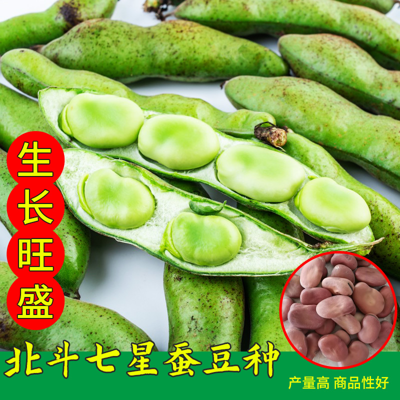 北斗七星蚕豆种子特大蚕豆种籽紫蚕豆春季秋季冬季高产早熟蔬菜籽