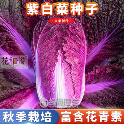 千宝菜种子紫色大白菜种籽庭院阳台田园四季盆栽紫白菜蔬菜种子孑