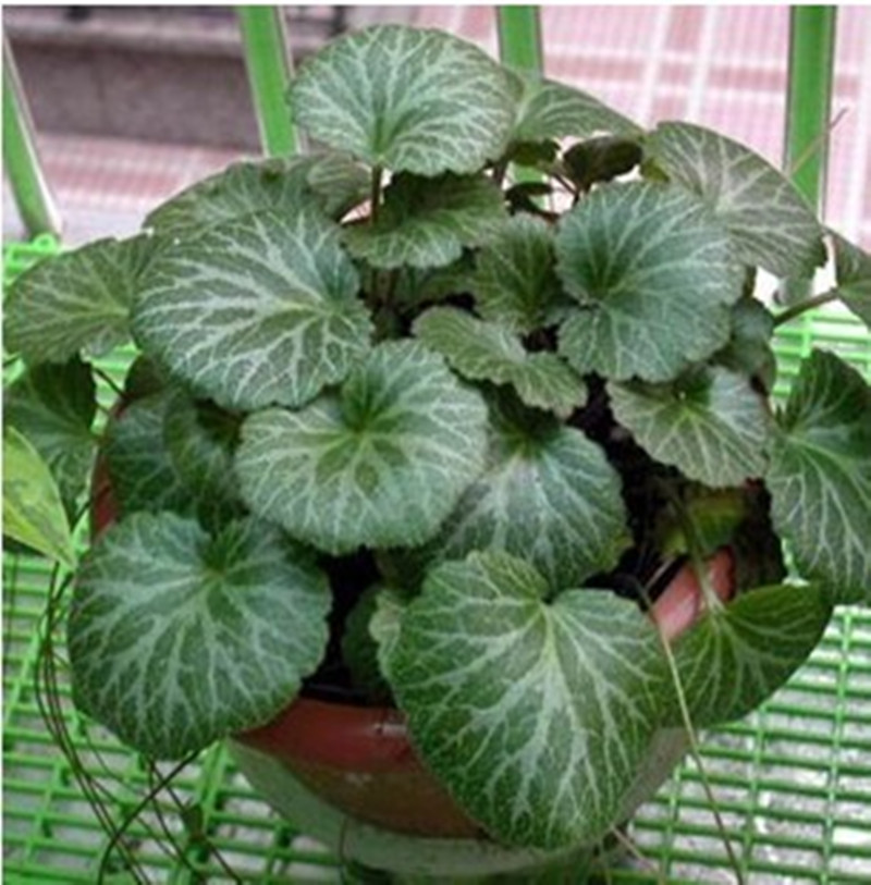 虎耳草盆栽四季青野生药用植物中药材观赏新品吊芙蓉金丝荷宿根花|ruв категории доставка цветов/цветок моделирования/растения садоводства, цветок/растения в горшках (новый), крупные растения/сочетание горшки готовой продукции - от Buy2taobao.com для оказания профессиональной услуги покупки агента Taobao