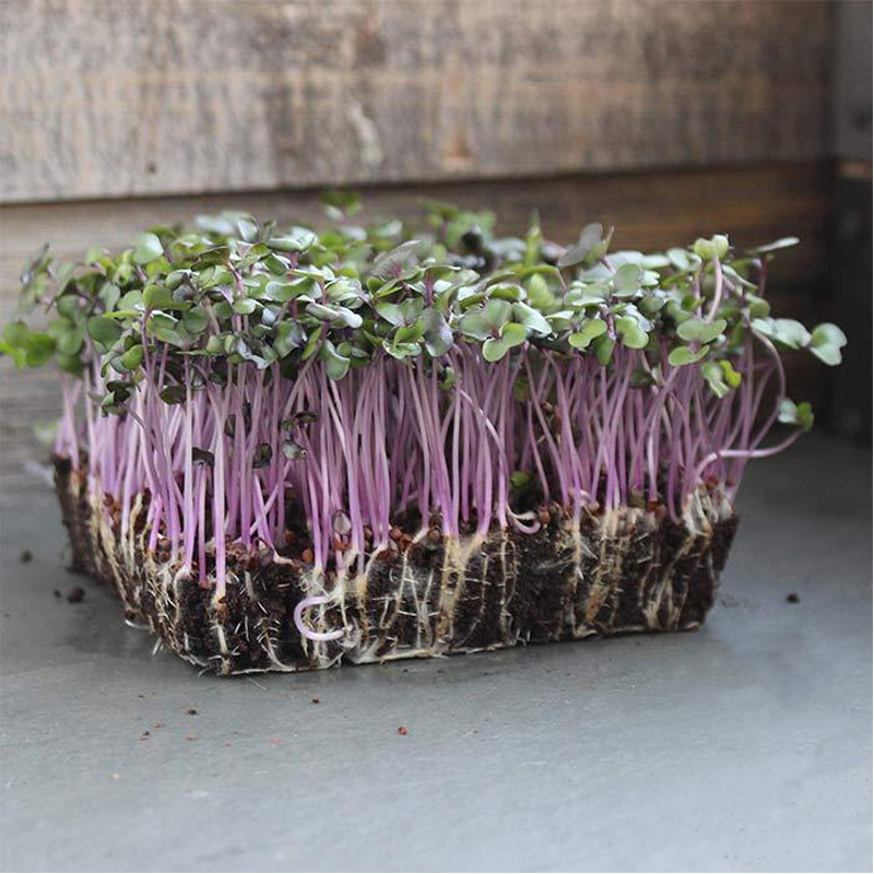 紫甘蓝种子 高丽菜水培微型蔬菜 无土栽培芽苗菜Cabbage Red Acre