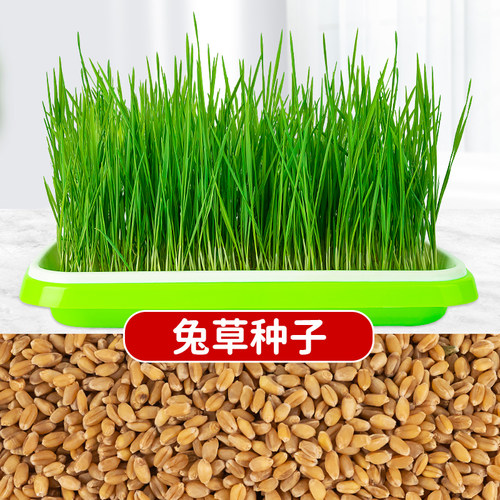 小麦种子兔子草种孑种籽麦芽糖大麦黑麦芽苗菜种子育苗盘猫薄荷