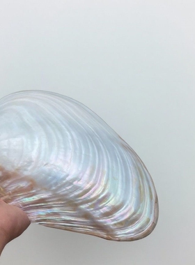螺钿珍珠贝母特大蚌壳炫彩贝壳烛台香盘香薰鼠尾草画板颜料盘子