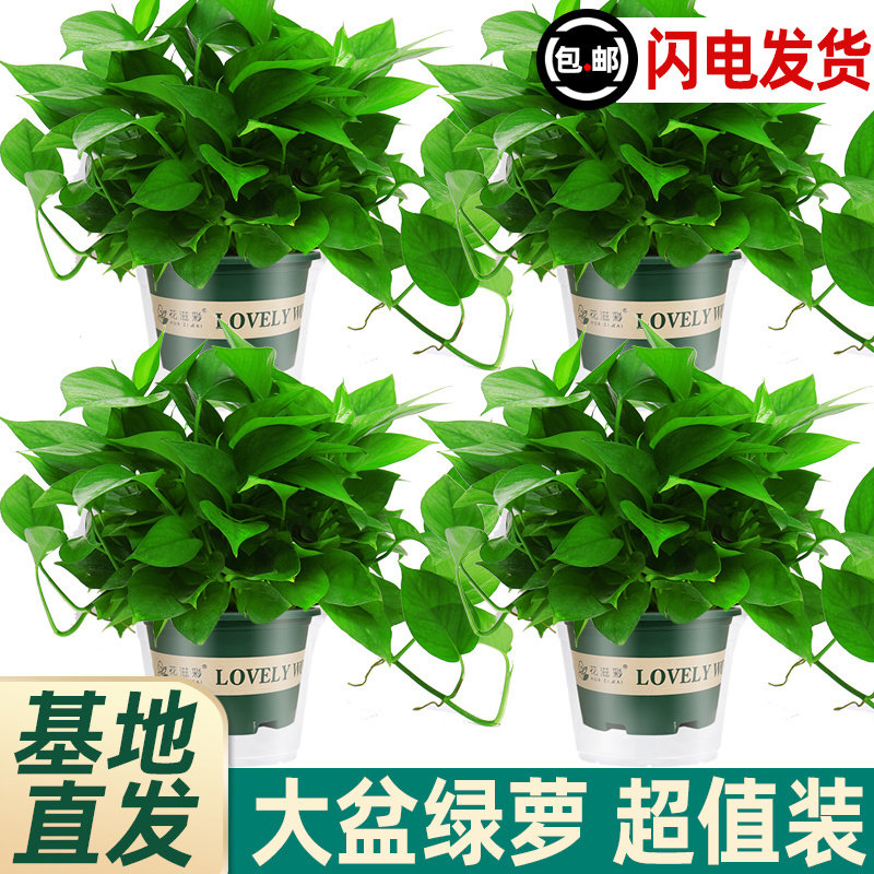 绿萝盆栽室内植物花卉绿植水培长藤垂吊大叶绿箩新房家用吸除甲醛