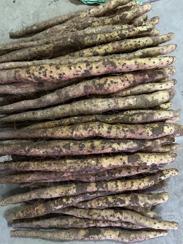 焦作垆土地铁棍山药