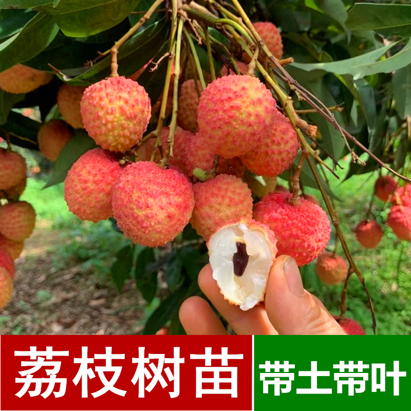 荔枝苗树嫁接妃子笑桂味无核鸡嘴荔高压圈枝树桩大荔枝果树苗包邮_虎窝淘