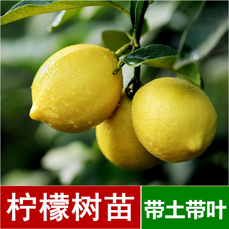 柠檬苗包邮嫁接四季香水 尤力克 青柠檬果树苗当年挂果苗