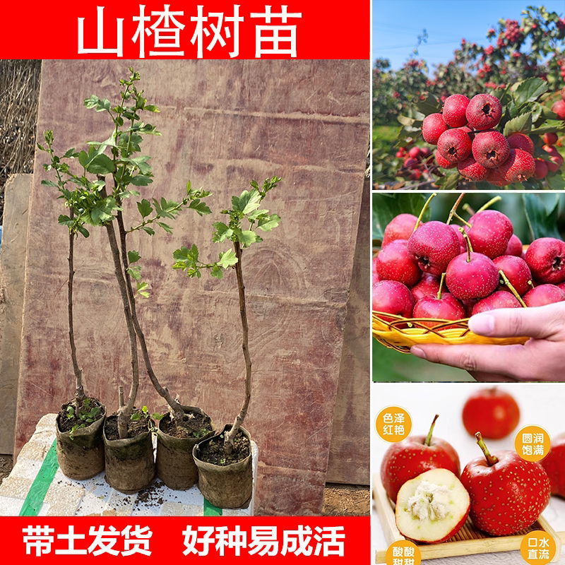 山楂苗树苗嫁接山楂苗树苗包邮南北方种植庭院种植田种山种盆种