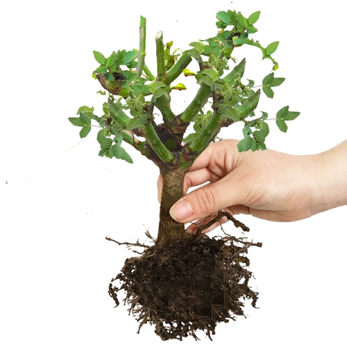 5 розовые саженцы в горшках цветочной комнате Внутренний двор зеленые растения, текущие четыре сезона цветы старая куча розовые саженцы