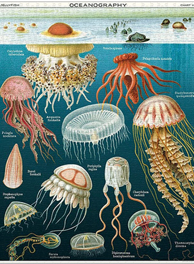 现货 美国Cavallini拼图1000片 水母图鉴 美式复古装饰画vintage